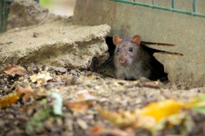 Ratos