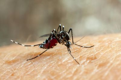 Mosquitos