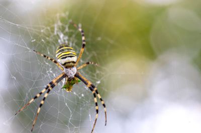 Aranhas